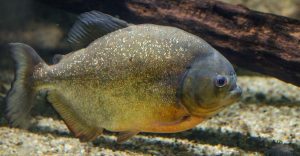 ¡Preocupación en Argentina! En pocos segundos pirañas se devoran pedazos de carne