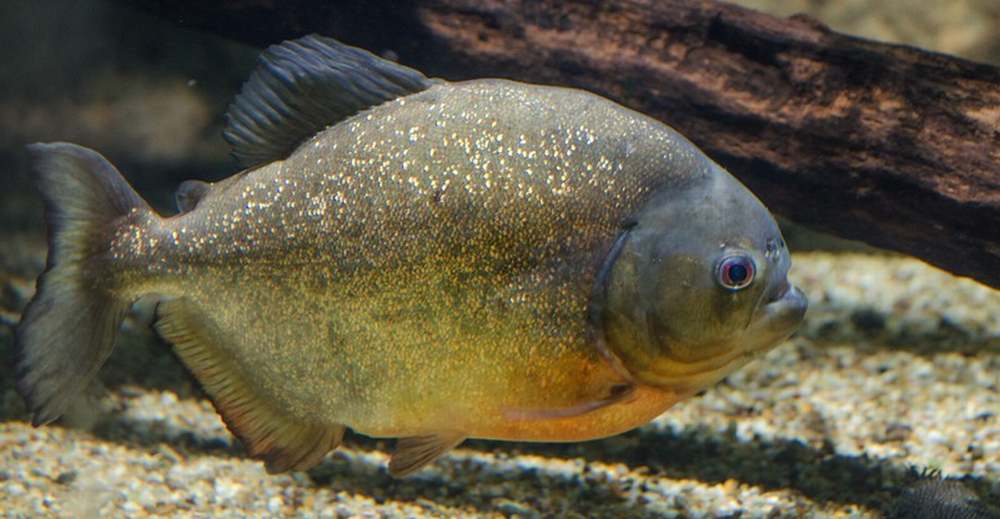 ¡Preocupación en Argentina! En pocos segundos pirañas se devoran pedazos de carne