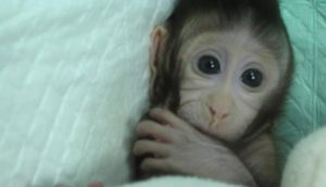 ¡Conoce a los primeros monos clonados del mundo!