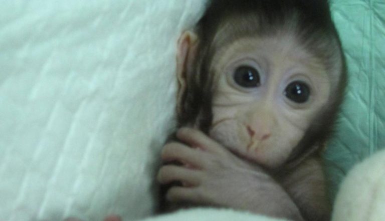 ¡Conoce a los primeros monos clonados del mundo!