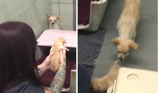 Mira cómo una perrita rescatada se reencuentra con sus cachorros