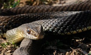 Cobra gigante sorprende a conductores en Vietnam