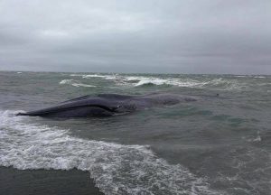 Ballena Azul vara en Región de Magallanes