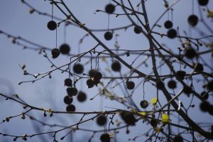 ¿Más plátanos orientales? Alcalde de Santiago evaluará la plantación de estos árboles en el Parque Forestal