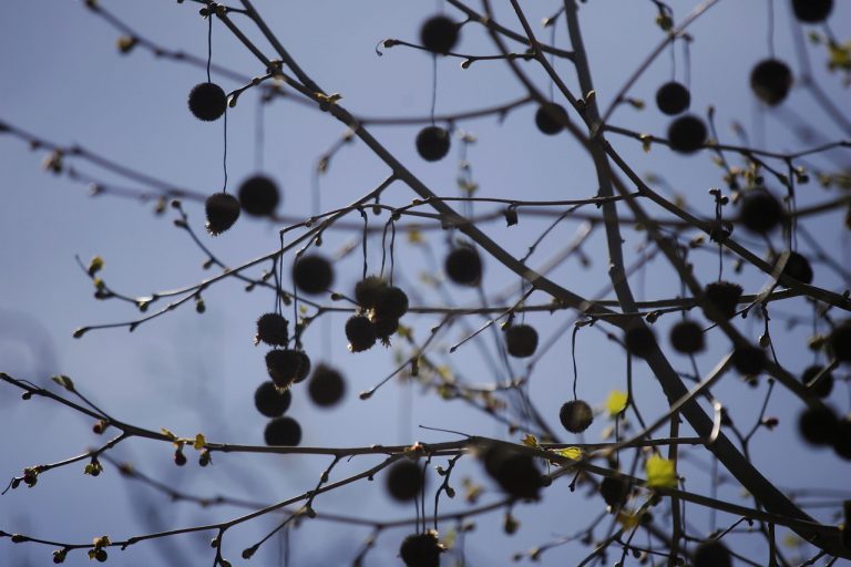 ¿Más plátanos orientales? Alcalde de Santiago evaluará la plantación de estos árboles en el Parque Forestal