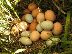 A partir de 2020 Francia prohibirá los huevos que no sean de "gallina feliz"