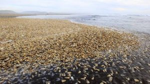 Atención ¡La marea roja sigue extendiéndose!