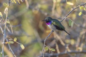 Banco Mundial interviene con 2.000 dólares para salvar ave chilena