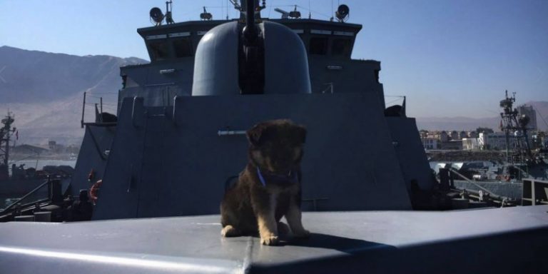 La Armada de Chile presentó a su nuevo y peludo integrante