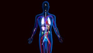 ¿Será posible? ¡Descubren un nuevo órgano del cuerpo humano!