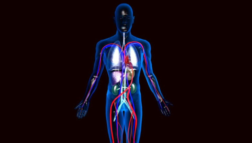 ¿Será posible? ¡Descubren un nuevo órgano del cuerpo humano!