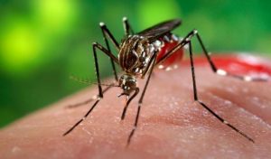 Se confirmó el hallazgo en Arica de mosquito que transmite Zika y fiebre amarilla