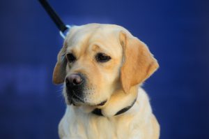 Ley Cholito: Así deberás inscribir a tus mascotas en el Registro Nacional