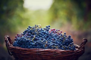 Época de vendimias: ¡8 lugares en Chile para disfrutar un buen vino!