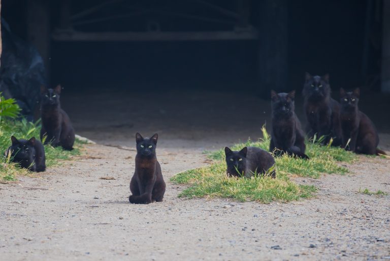 ¿Mala suerte? Estas son las supersticiones más comunes y sus significados