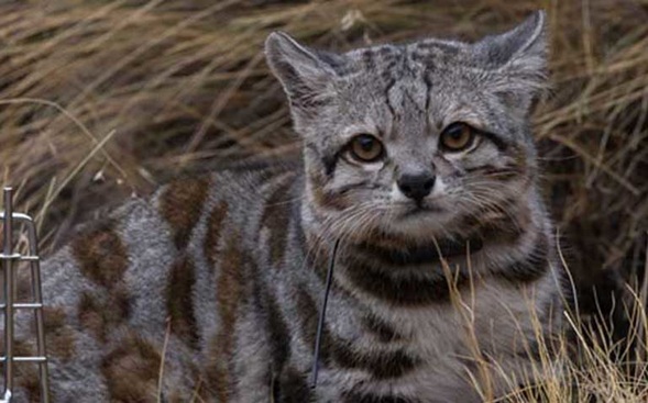 Gato Andino Animales en peligro de extinción