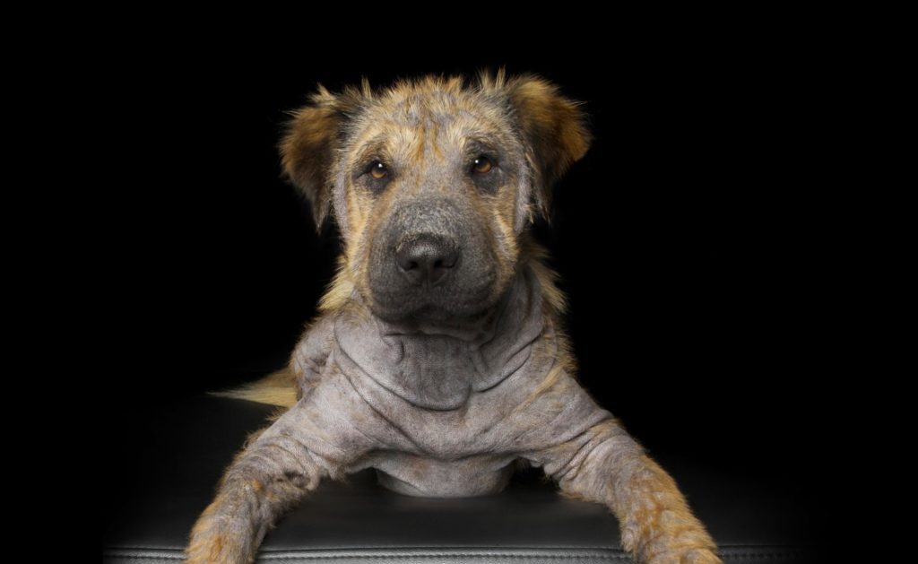 Fotógrafa retrata la belleza de las mascotas discapacitadas
