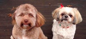 El famoso "perro con cara de humano" es comparado con estas celebridades
