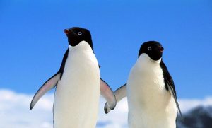 Encuentran 1,5 millones de pingüinos adelaida en remota isla del océano Antártico
