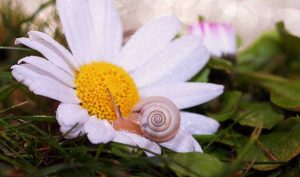 ¿Por qué la baba de caracol es tan apetecida en la cosmética?