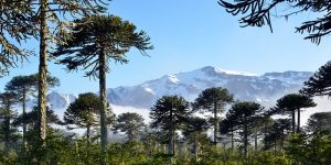 Día Internacional de Los Bosques ¡Conoce la realidad chilena!