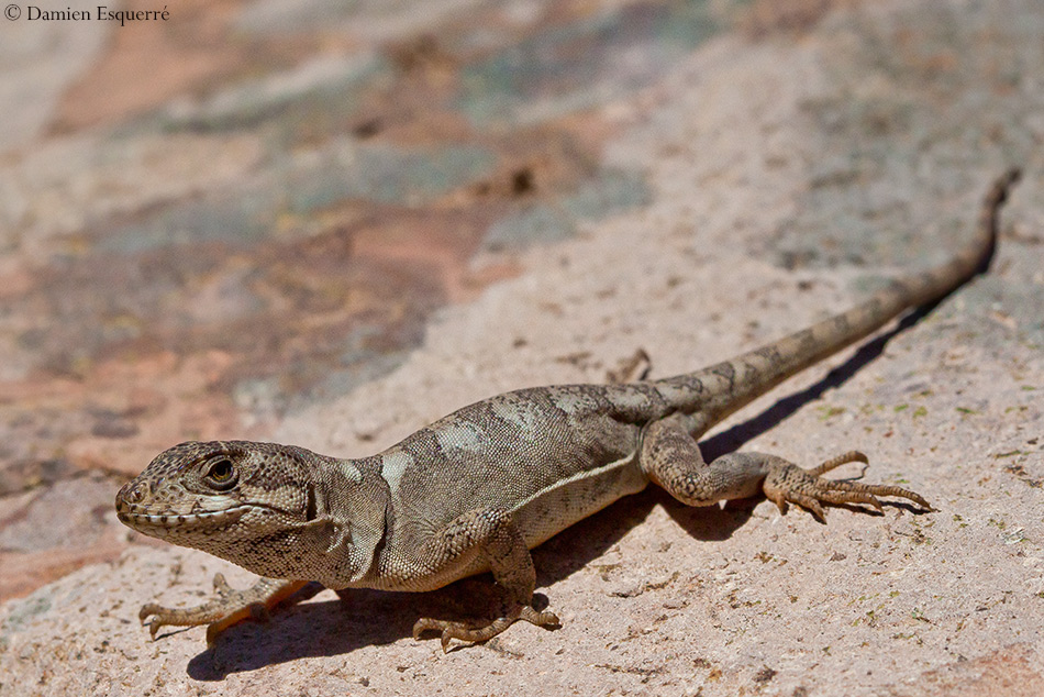 Gruñidor del volcán Animales en peligro de extinción