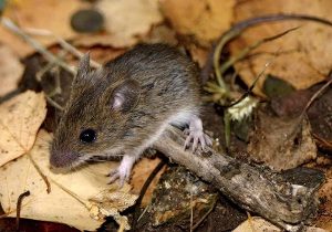 Se confirmó un caso de virus Hanta en la Región Metropolitana