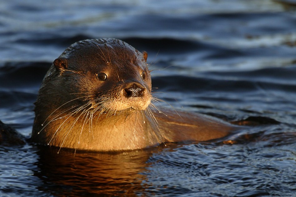 Conoce a los 11 animales nativos chilenos que están en peligro de extinción