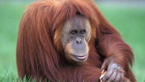 ¡Polémico! Orangután recibe cigarro de turista y empieza a fumarlo