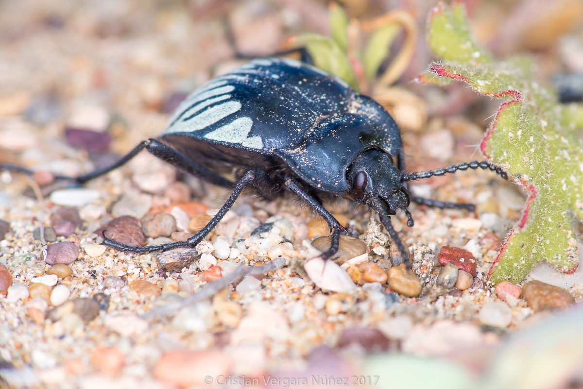 Vaquita del desierto Animales en peligro de extinción