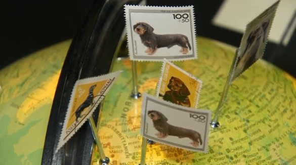 Museo perros salchichas