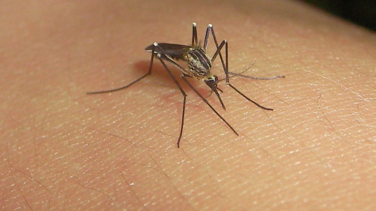 ¡Alerta! Se confirman 4 casos de dengue en Rapa Nui