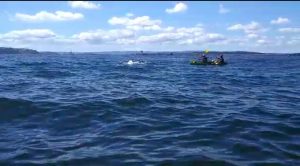 Ballenas sorprendieron a kayakistas en playa de Hualpén (Concepción)