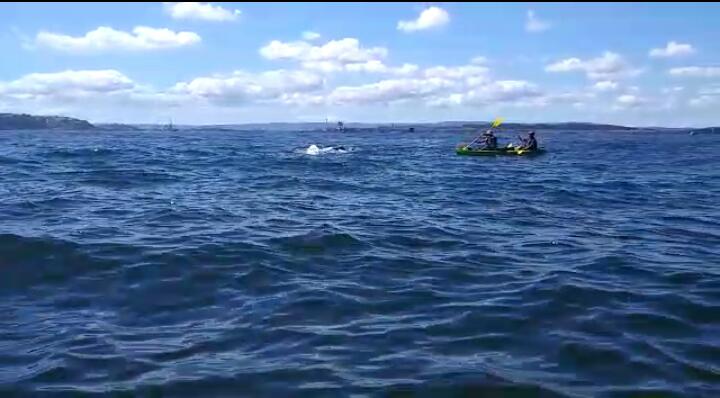 Ballenas sorprendieron a kayakistas en playa de Hualpén (Concepción)