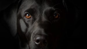 ¿Perro prófugo? Juez ordena detención de un perro en Argentina