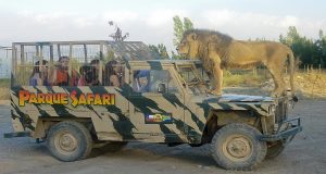 Panorama de fin de semana: Parque Safari Chile