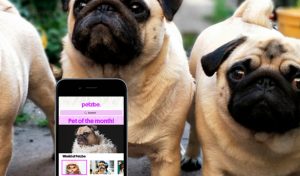 Crean la primera red social exclusiva para perros y gatos