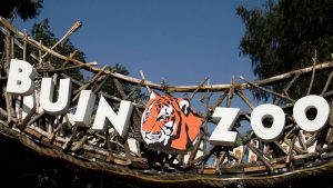 ¡Panorama de fin de semana! Conoce el "FestiZoo", el primer festival infantil de Buin Zoo