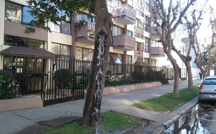 Video de árbol que bota agua desde su interior en Viña del Mar se hace viral