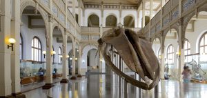Aprovecha el día del patrimonio cultural para visitar el renovado Museo de Historia Natural