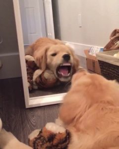 Perro se ve al espejo y cree que lo ve es un contrincante, causando una chistosa reacción
