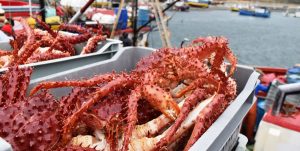 ¡Estudio revela microplásticos en crustáceo chileno!