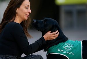 Conoce a Curi, el perro labrador que cuida La Moneda de explosivos