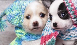 Consejos para proteger a tu perro de las bajas temperaturas
