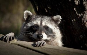Video de mapache escalando 25 pisos se volvió viral