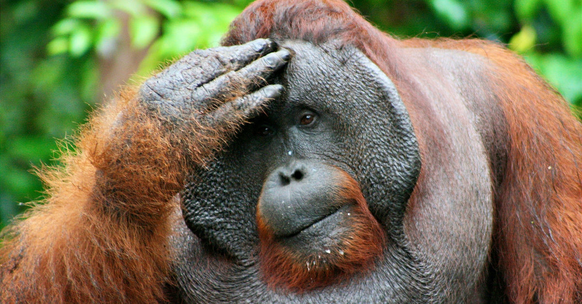 ¡Dramático! Orangután desesperado intenta detener la deforestación del lugar en donde vive