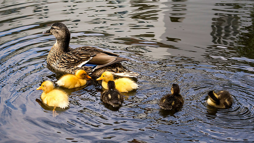 Taxista es literalmente atacado por una pata en la calle ¡Estaba defendiendo a sus patitos!