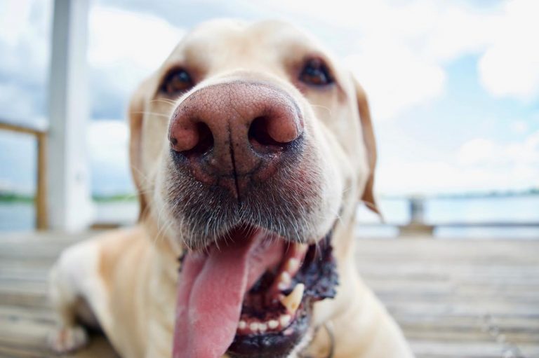 ¿Copuchentos? Dos perros acercan a la calle solo cuando hay accidentes