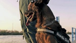 ¡Aww! Perro policial le hace reanimación a policía