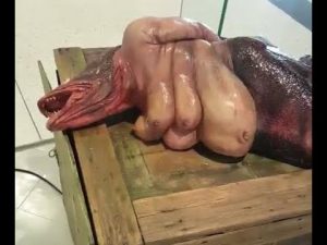 Esta es la realidad detrás de las imágenes de un pez mitad sirena que circulan por internet